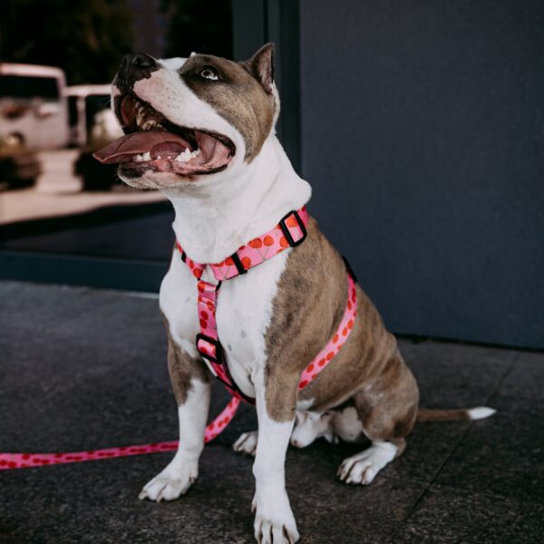 Szelki Psitul Cherry