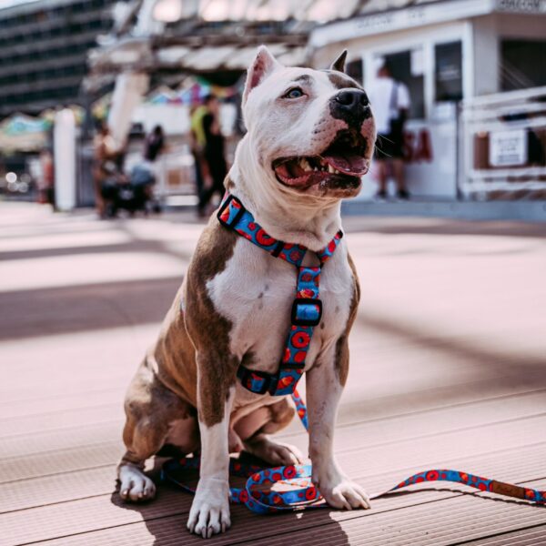 Szelki Psitul Donuts