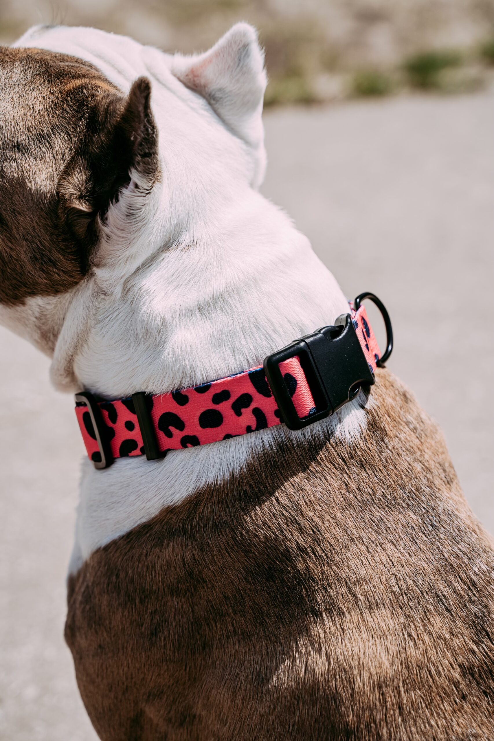 Obroża Psitul Pink - obrazek 2