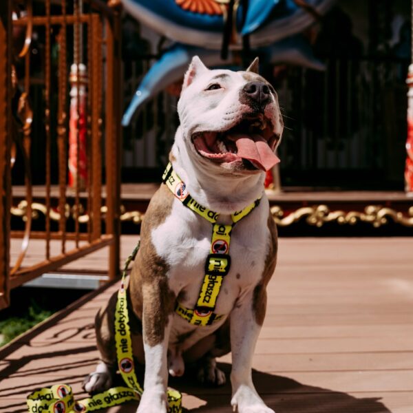 Szelki Psitul Yellow