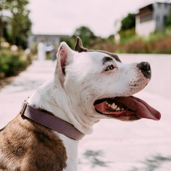 Obroża Psitul Lavender
