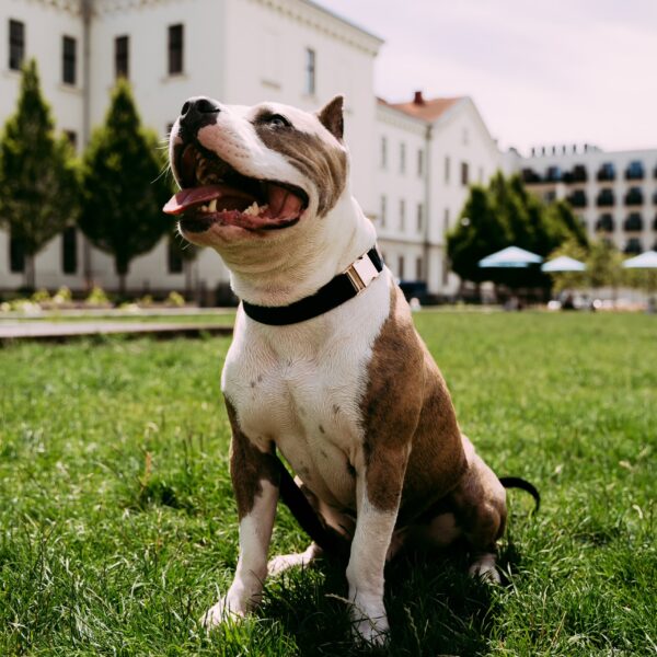 Obroża Psitul Black