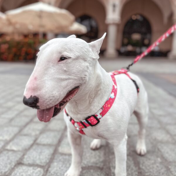 Szelki Psitul Unicorns