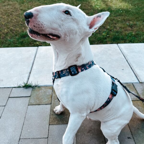 Szelki Psitul Midnight Flowers